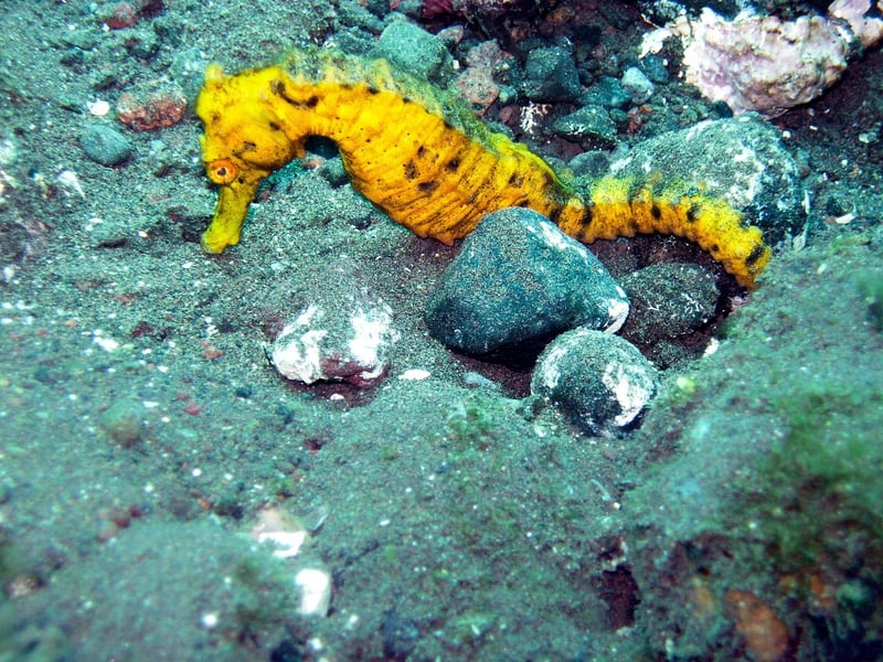 Underwater Dining